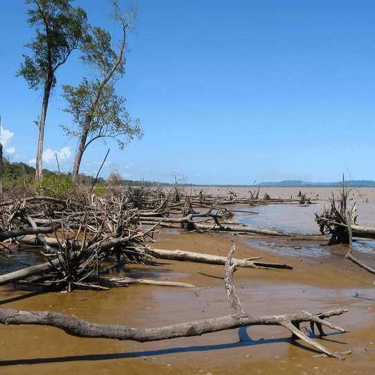 Les mangroves guyanaises