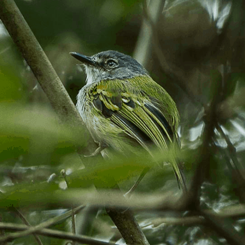 Nesting of the Rufous-tailed Flatbill (Tyrannidae), in French Guiana