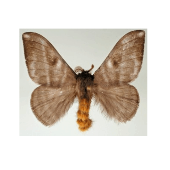 Papillonite et papillons urticants en Guyane française