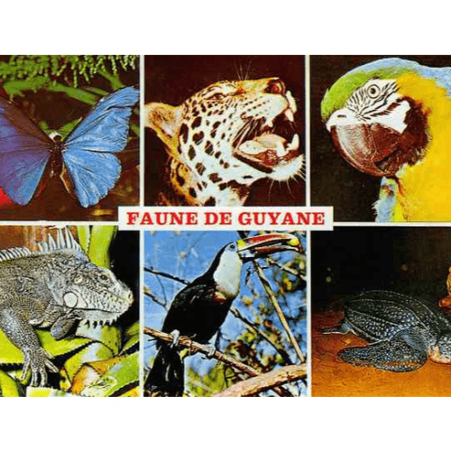 Agressions par la faune en Guyane Française